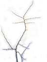 european hackberry (celtis australis), twig with alternate buds. 2009-01-26, Pentax W60. keywords: micocoulier de provence, arcidiavolo, bagolare